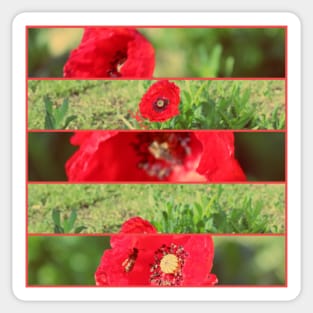 Collage Fleurs Poppies Sticker